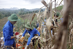 MÙA HÈ XANH 2017 – HỌC KỲ ĐẦY Ý NGHĨA